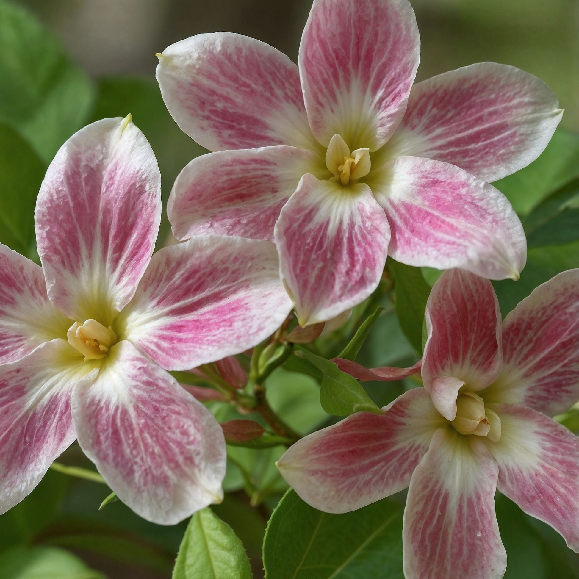 Jazmín - 6 Pzs - Jasminum 'summer Scent' - Altura 25-40cm - ⌀9cm