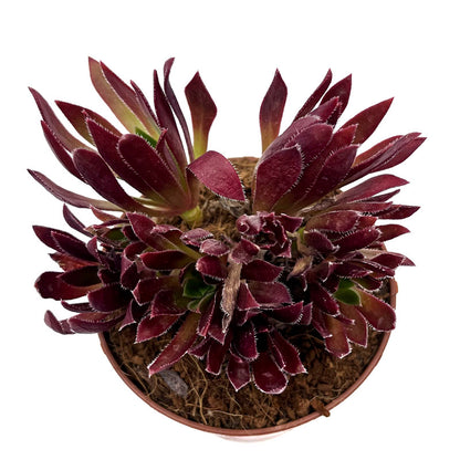 Aeonium 'Cornish Tribute' Cactus Y Suculentas M8,5 cm Ø_1