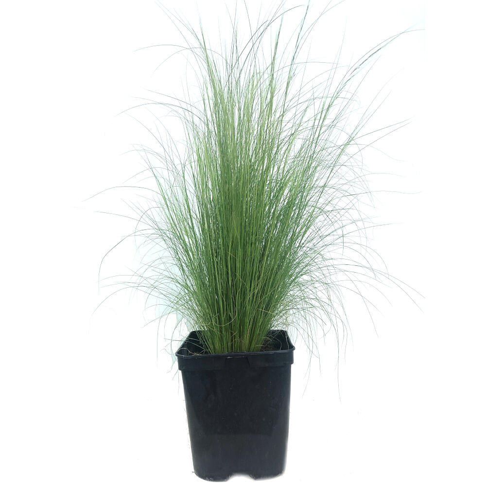 Stipa Tenuissima M18 60cm_0