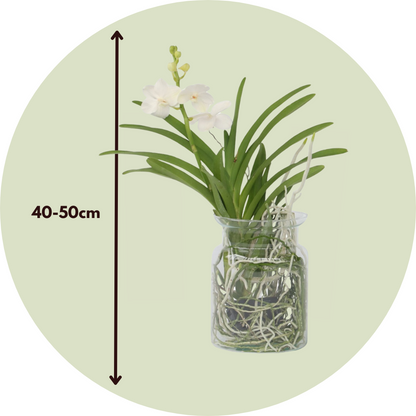 Orquídea Vanda - Vanda 'white' - Altura 40-50cm - ⌀14cm_2