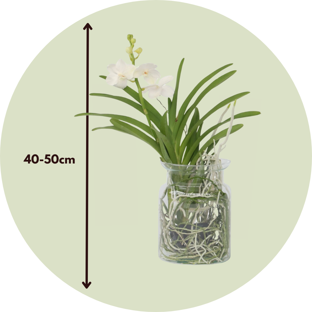 Orquídea Vanda - Vanda 'white' - Altura 40-50cm - ⌀14cm