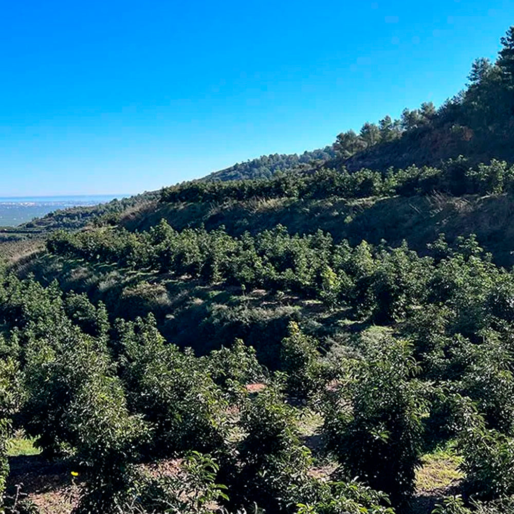 Caja 3kg De Aguacates Hass Ecológicos Tropitop_5