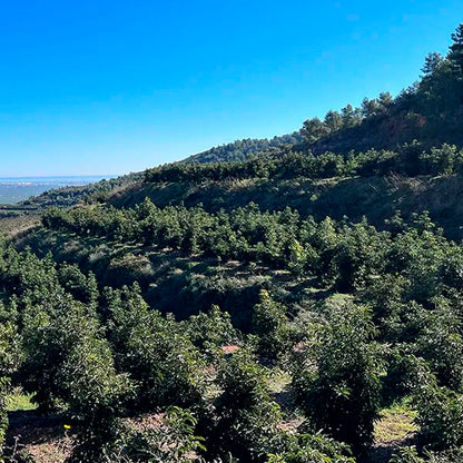 Caja 9kg De Aguacates Hass Ecológicos Tropitop_5