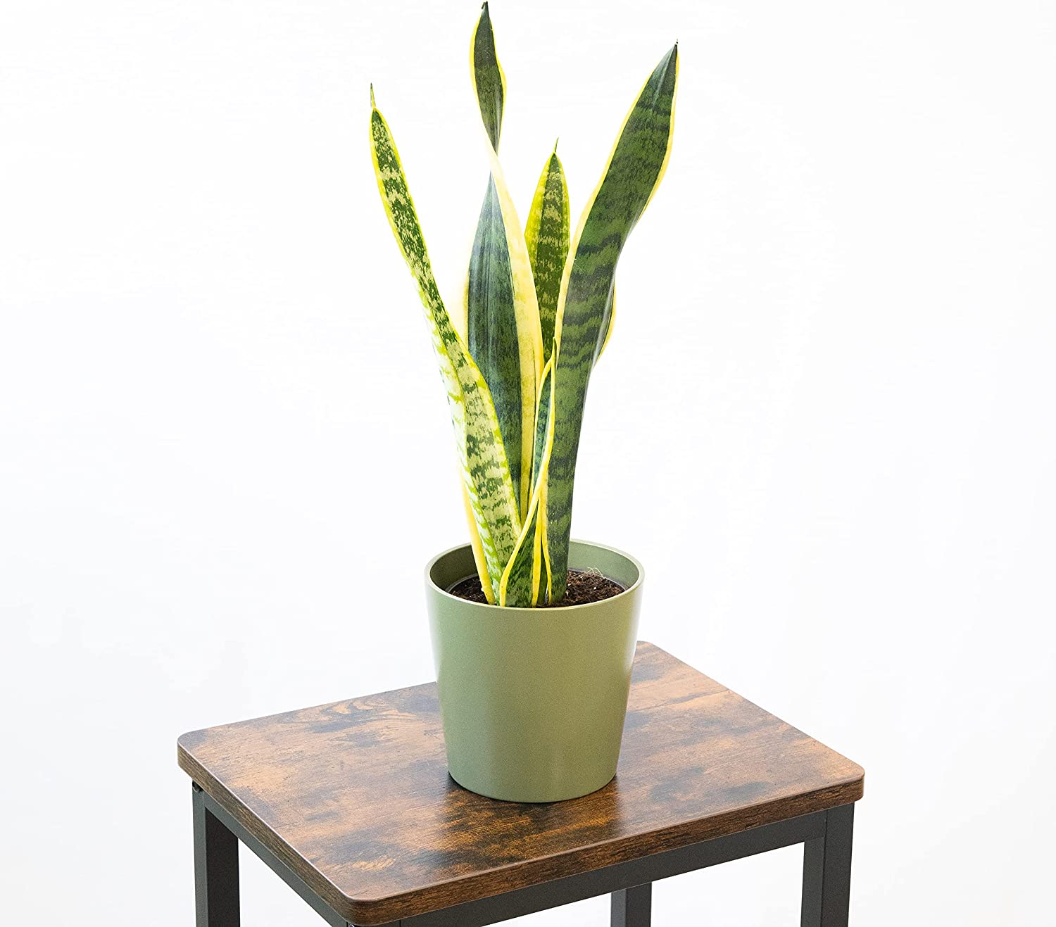 Planta Natural Viva Sansevieria Laurentii O Lengua De Suegra Altura Aproximada 30 Cm En Maceta De 13 Cm 4 Hojas_0