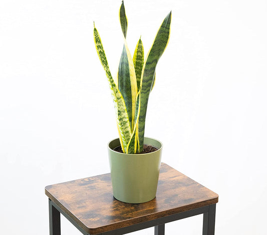 Planta Natural Viva Sansevieria Laurentii O Lengua De Suegra Altura Aproximada 30 Cm En Maceta De 13 Cm 4 Hojas_0