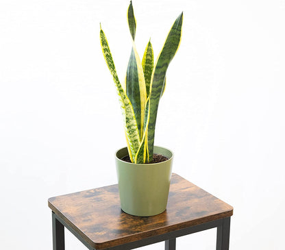 Planta Natural Viva Sansevieria Laurentii O Lengua De Suegra Altura Aproximada 30 Cm En Maceta De 13 Cm 4 Hojas
