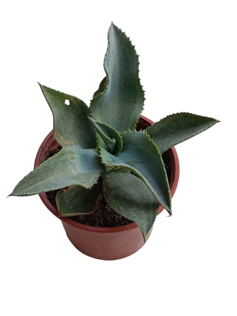 Agave Shadows Planta Suculenta Ø13_0