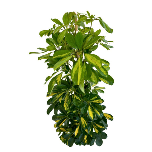Schefflera Gold Capela Planta De Exterior Con Fuerte Resistencia M17_0