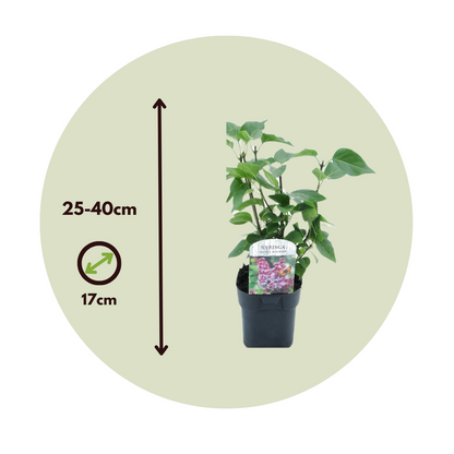 Lila - 6 Pzs - Syringa Vulgaris - Altura 25-40cm - ⌀17cm_2