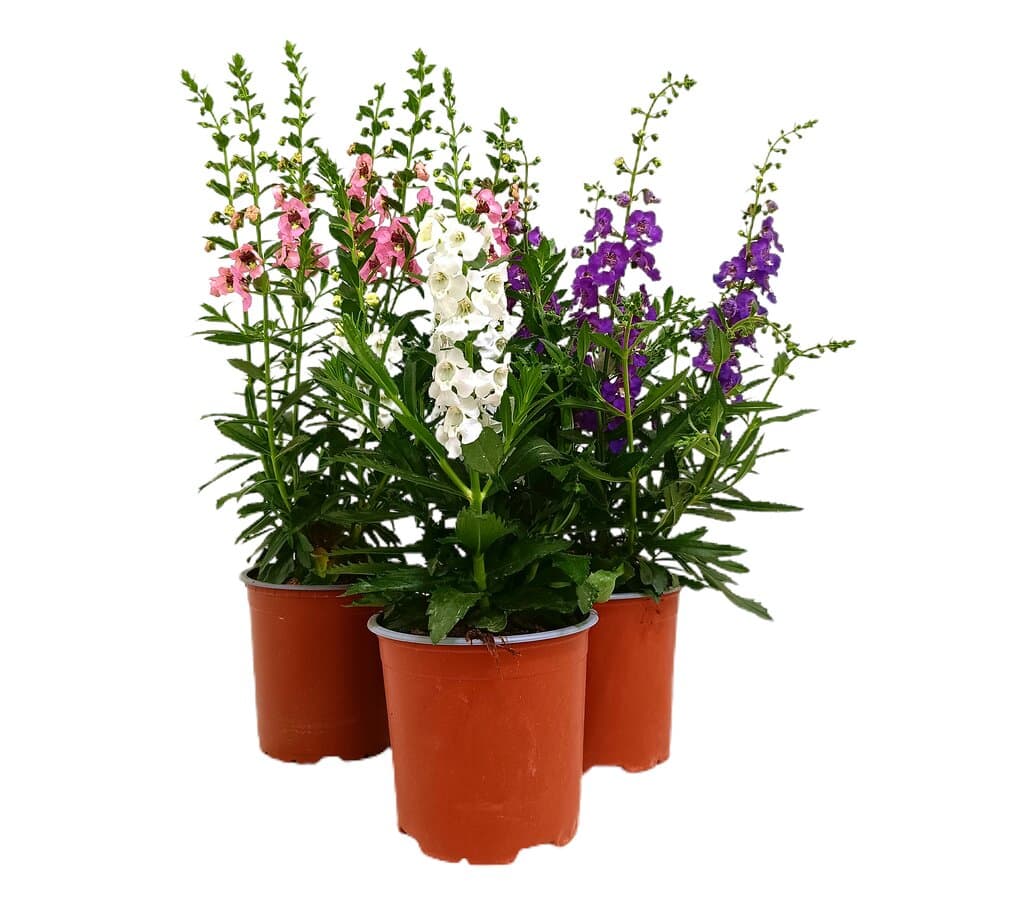 Angelonia Angustifolia M13_3