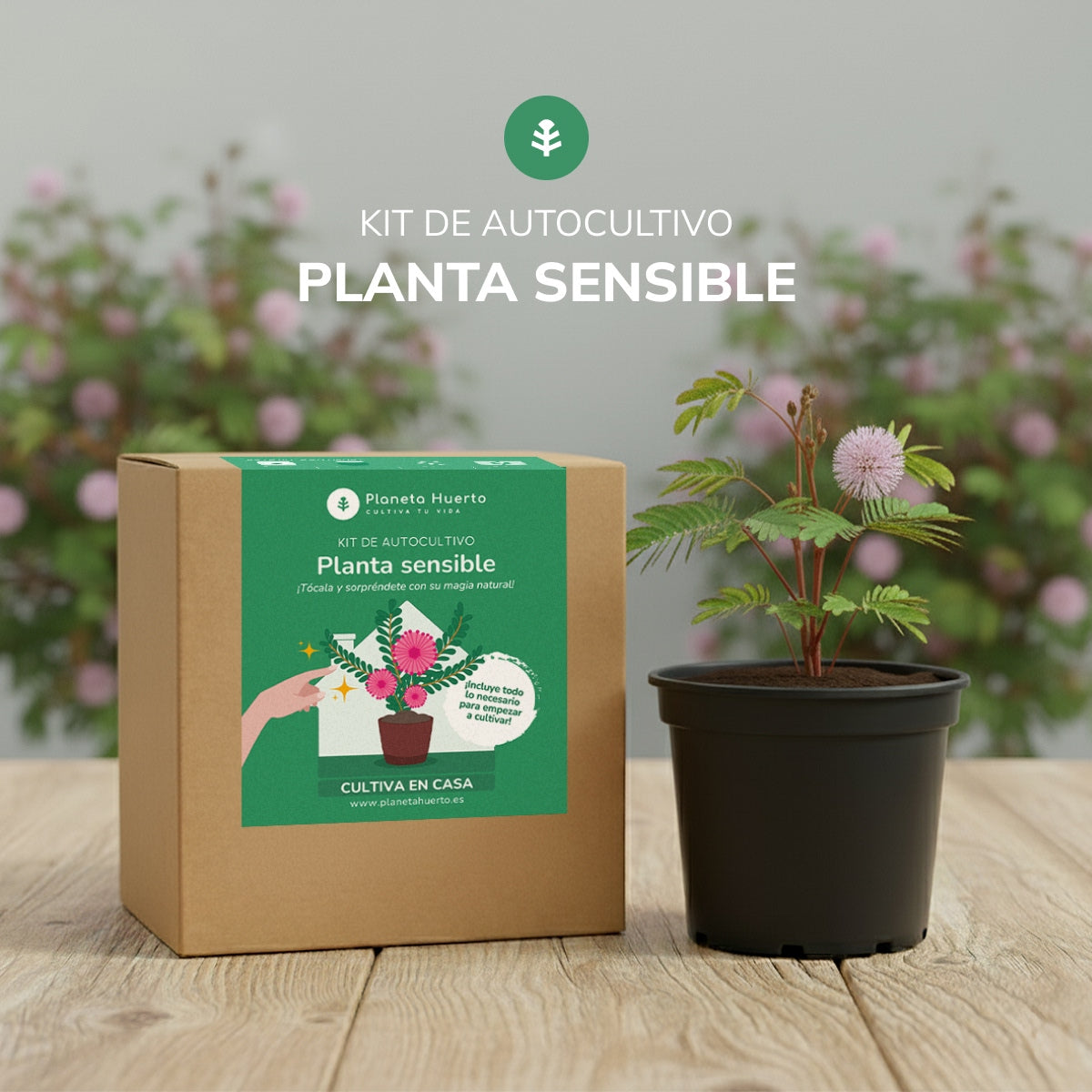 Kit de autocultivo Mimosa Sensitiva Planta Sensible Planeta Huerto