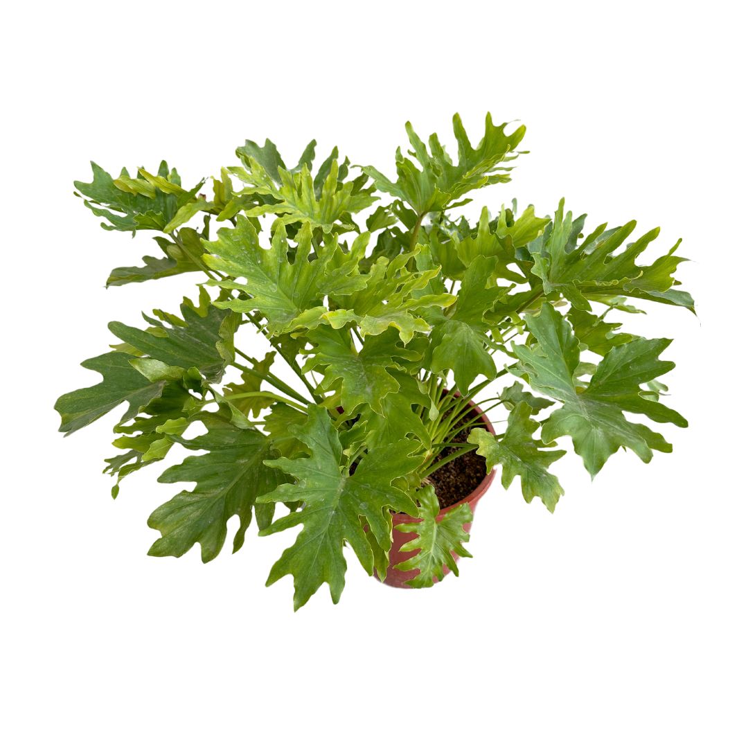 Philodendron Selloum Planta De Interior Y Exterior (philodendron Bipinnatifidum):_0