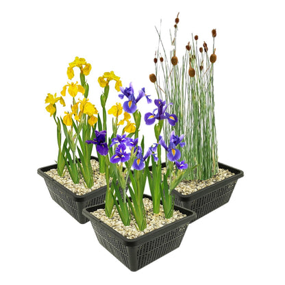 Set Plantas Estanque 12 Unidades - Plantas Palustres - Resistentes_0