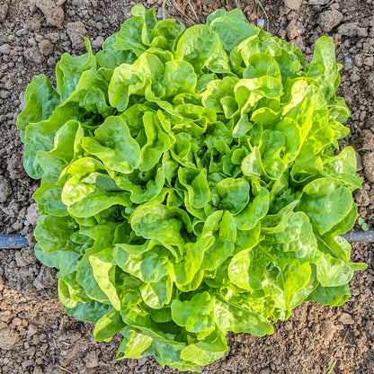 Plantón Lechuga Hoja De Roble Verde 10 Unidades - PlantaBo_1