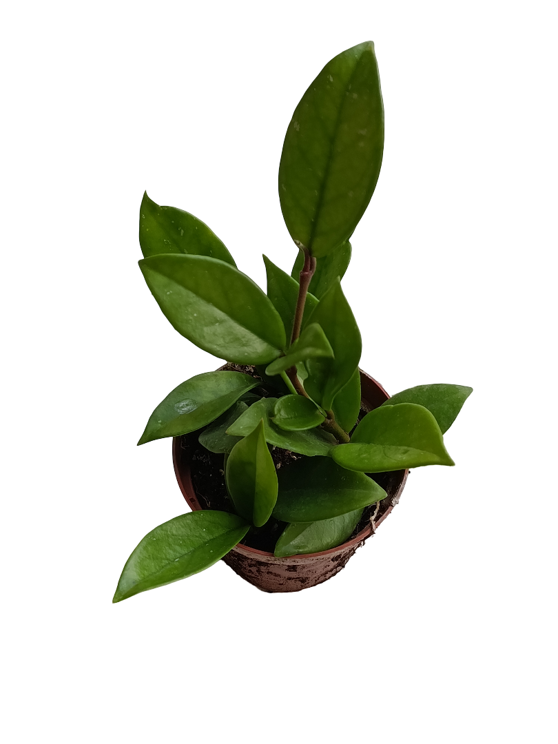 Hoya Carnosa Flor De Cera Planta Suculenta Colgante De Sombra Ø8_0