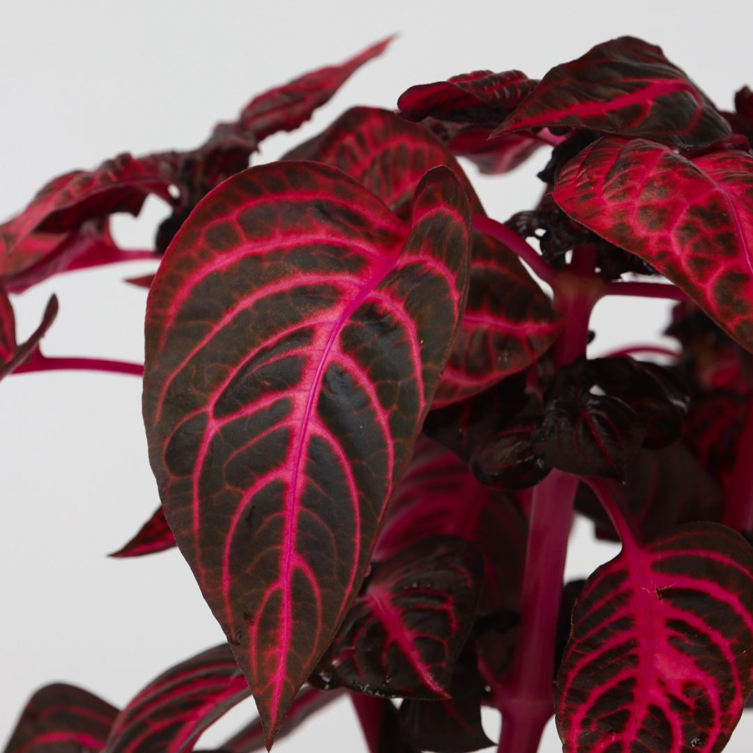 Iresina - Iresine Herbstii - Altura 20-30cm - ⌀13cm_3