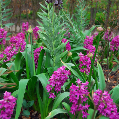 Bulbos De Jacinto - Set De 10 - Hyacinthus 'purple Voice' - Bulbos Florales