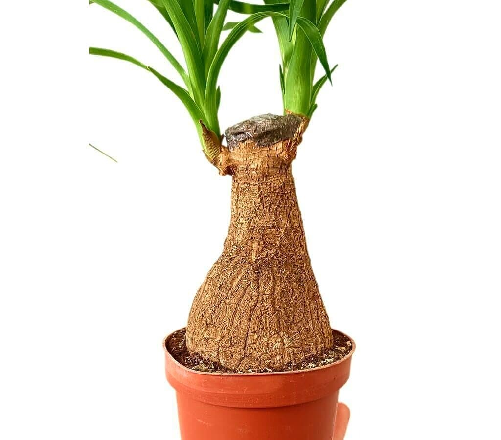 Beaucarnea Recurvata M9_2