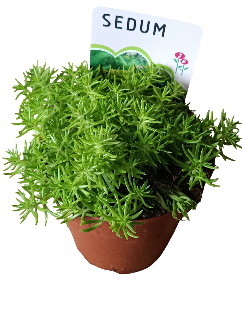 Sedum Lemon Ball Planta Suculenta Ø12_0
