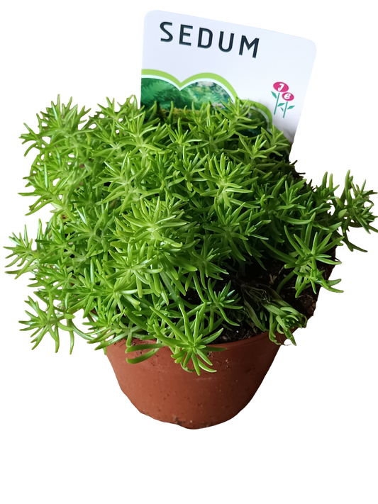 Sedum Lemon Ball Planta Suculenta Ø12_0