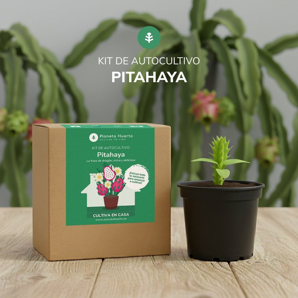 Kit de autocultivo Pitahaya Fruta dragón Planeta Huerto
