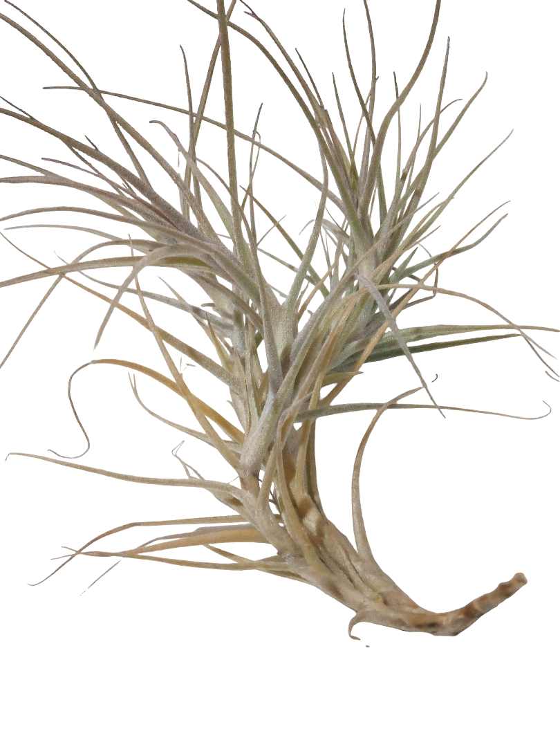 Tillandsia Caerulea Planta Natural Clavel Del Aire Colgante_0