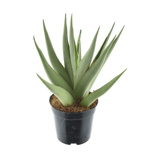 Planta Natural Sansevieria 'silver Syreni' 1 Ud Ø 8.5 Alt. 20_0