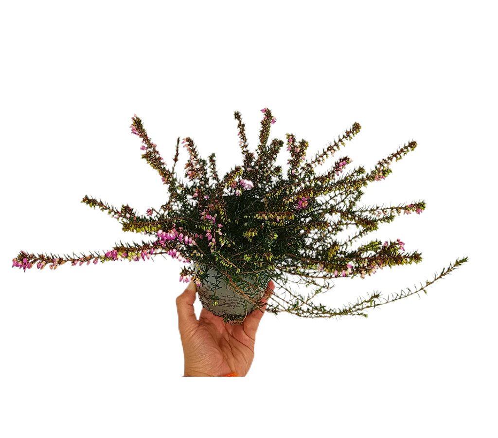 Erica Darleyensis Rosa M12 20cm_0