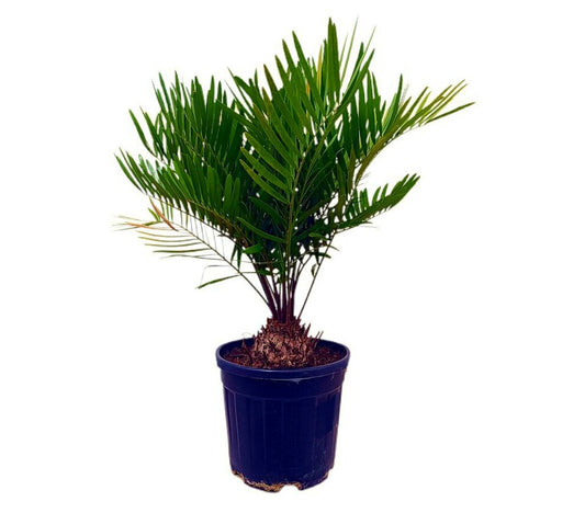 Zamia Floridiana M22 50 - 60cm_0