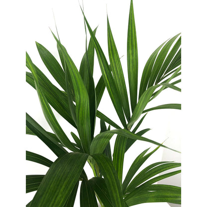 Kentia Forsteriana M21 160-170 Cm
