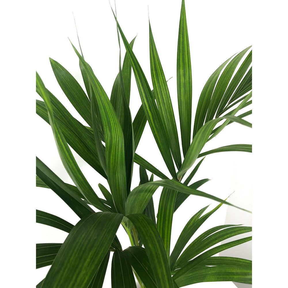 Kentia Forsteriana M17 100cm_1