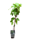 Planta Kiwi Actinidia AUTOFERIL Arbol Frutal Trepador Ø9