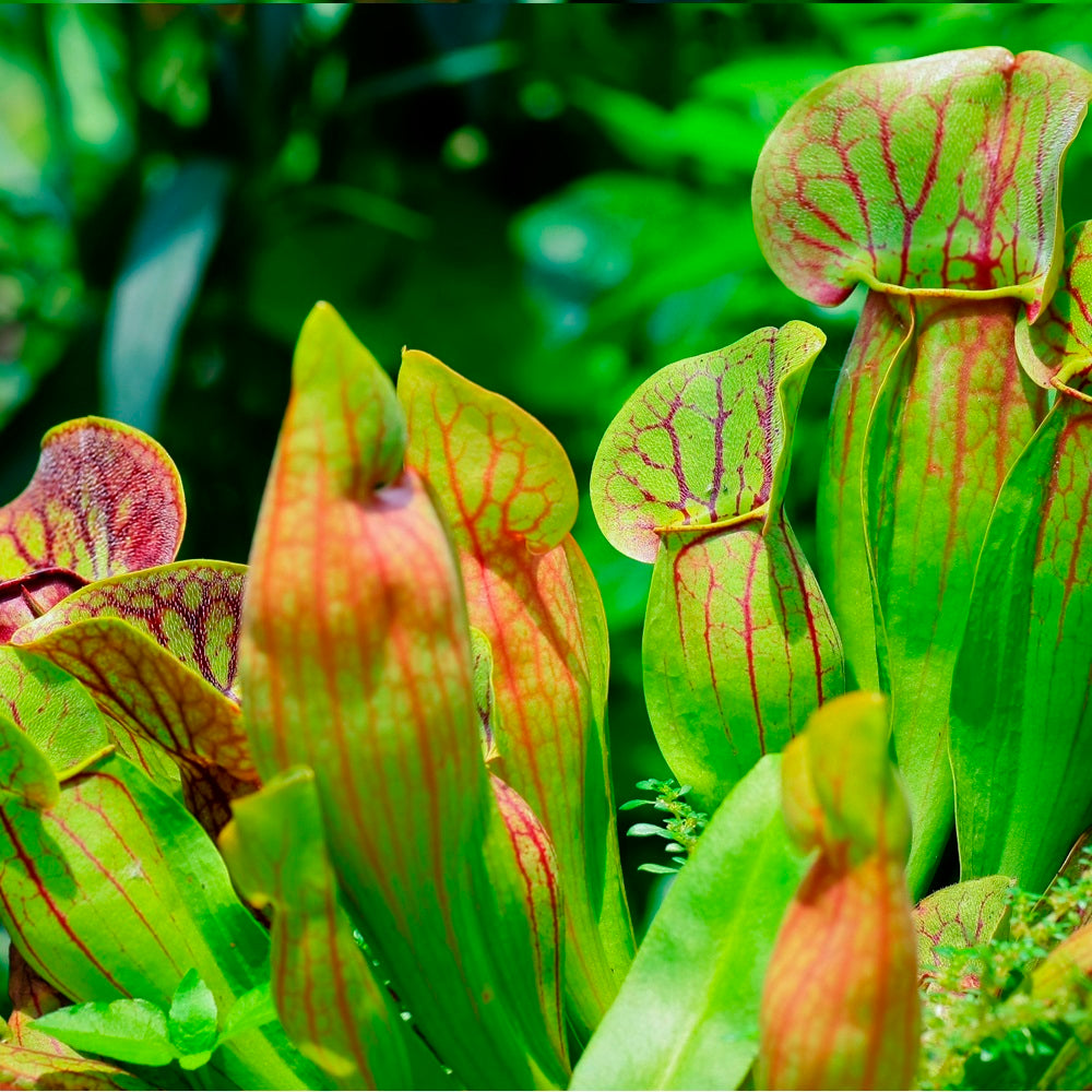 Plantas Carnívoras 6 Sarracenia_2