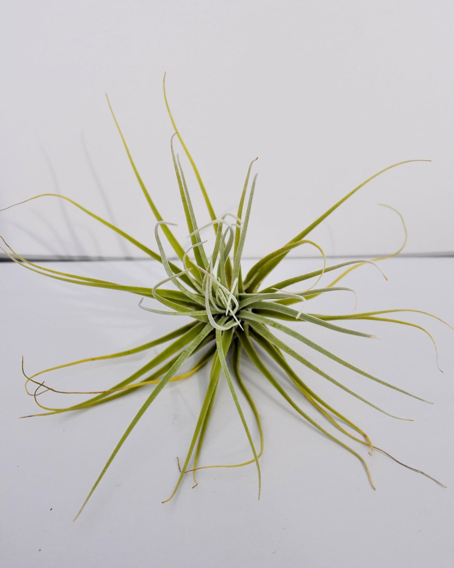 Tillandsia velickiana (= T. feldhoffii); planta del aire verde grisácea; Curiosarium; altura 12-15 cm, diámetro 15-20 cm_0