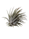Tillandsia Ionantha Planta De Interior Clavel Del Aire S