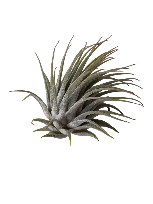 Tillandsia Ionantha Planta De Interior Clavel Del Aire S