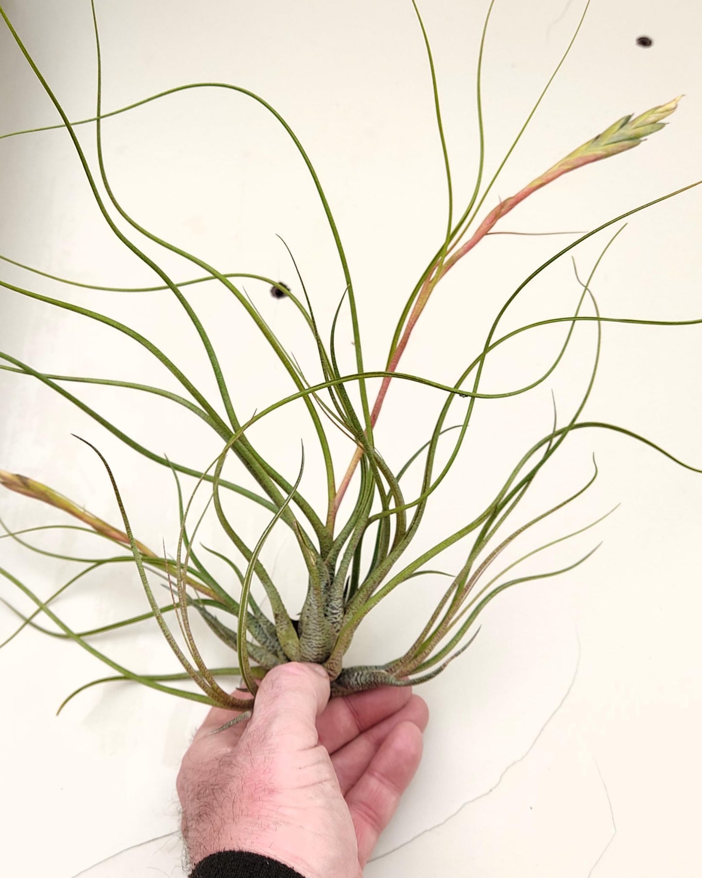 Tillandsia butzii clump; planta del aire, mata de plantas; Curiosarium; altura 10-15 cm, diámetro 30-50 cm_4