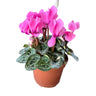 Cyclamen La Planta De Interior Reina Del Invierno