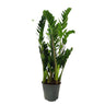 Zamioculca Zamiifolia M19