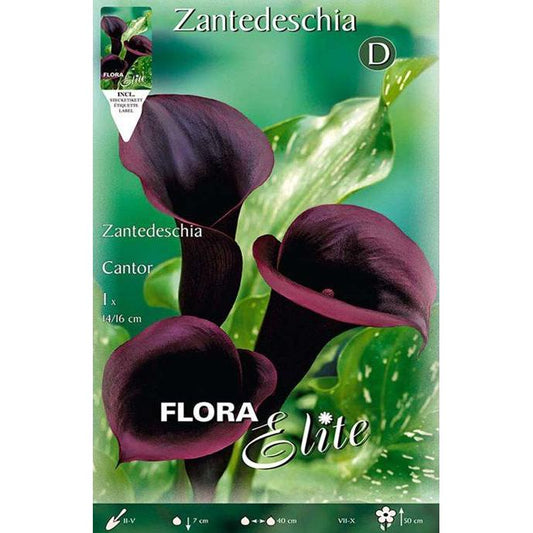 Bulbo Calla negra Cantor 1 ud