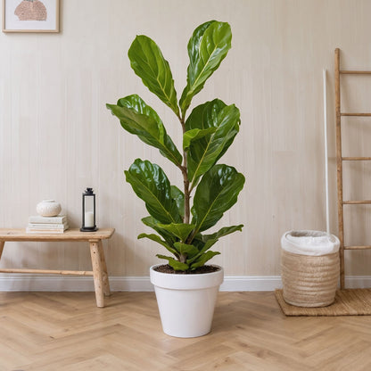 Higuera Hoja De Violín - Ficus Lyrata - Altura 70-90cm - ⌀21cm