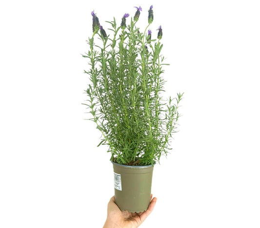 Lavanda Stoeches M13_0