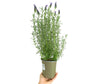 Lavanda Stoeches M13