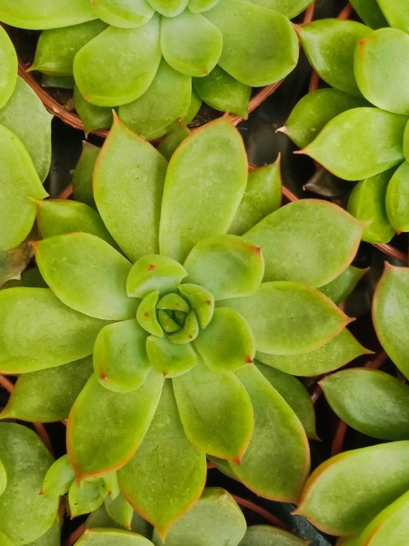 Suculentas Y Cactus Variedad #68 Planta Sin Id