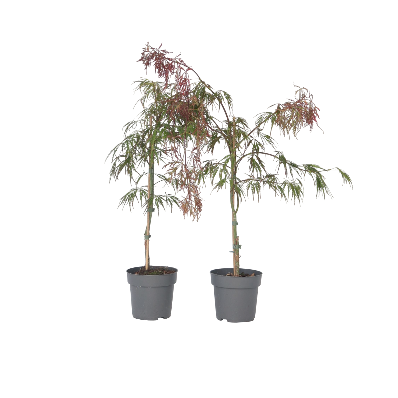 Arce Japonés - 2 Pzs - Acer Palmatum 'inaba-shidare' - Altura 30-40cm - ⌀13cm_0