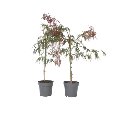 Arce Japonés - 2 Pzs - Acer Palmatum 'inaba-shidare' - Altura 30-40cm - ⌀13cm_0