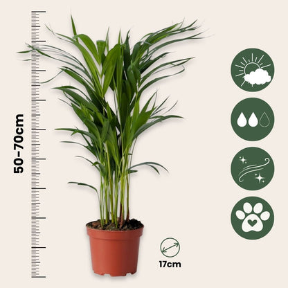 Mezcla De Palmeras - 2 Pzs - Chamaedorea Dypsis - Altura 50-70cm - ⌀17cm_2