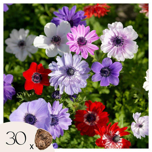 Anemone Coronaria - 30 Pzs - Anemoon De Caen - Bulbos De Flores_0