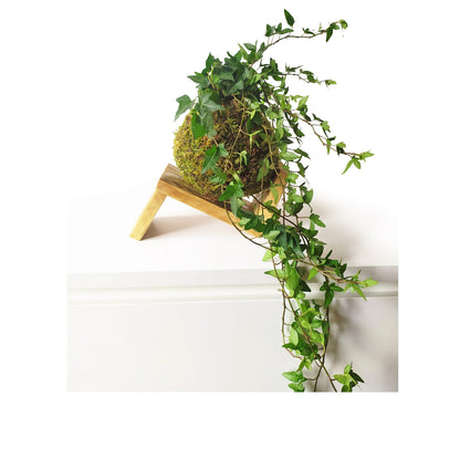 Hiedra En Kokedama_1