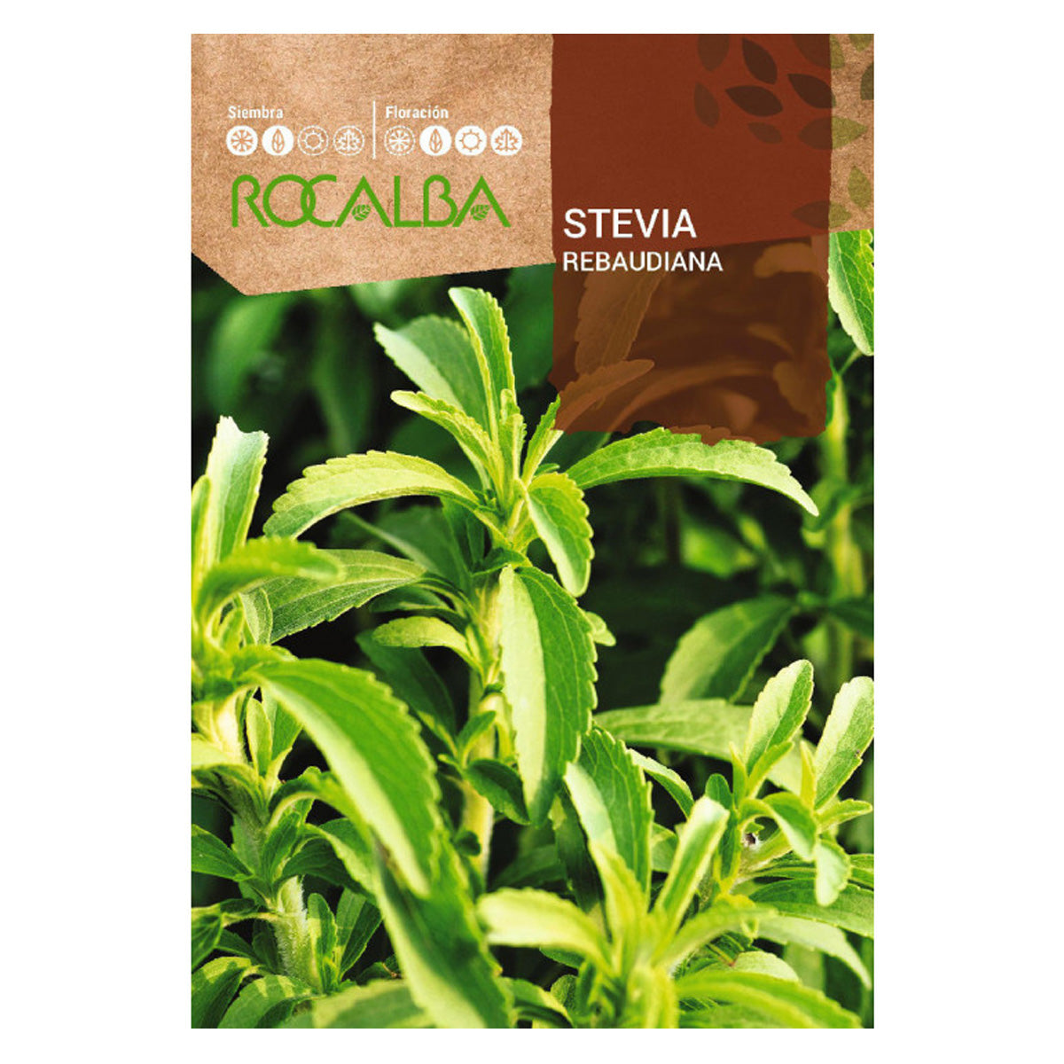 Semillas de Stevia rebaudiana, Rocalba